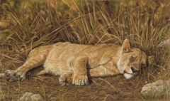 afternoonnap